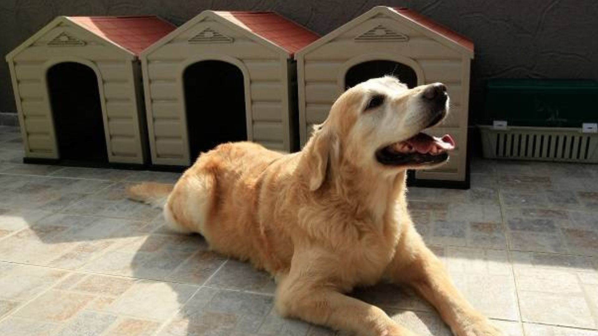 ¿Cómo y cuánto vale dejar su perro en una guardería?