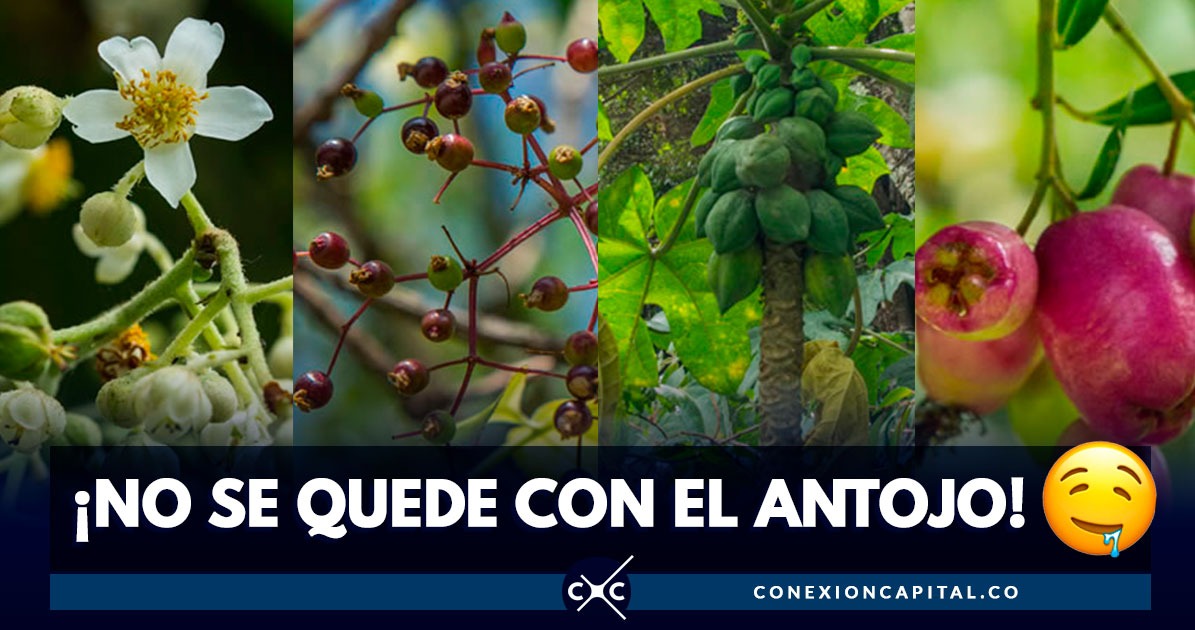Estos son los frutos comestibles que brotan de los árboles de Bogotá
