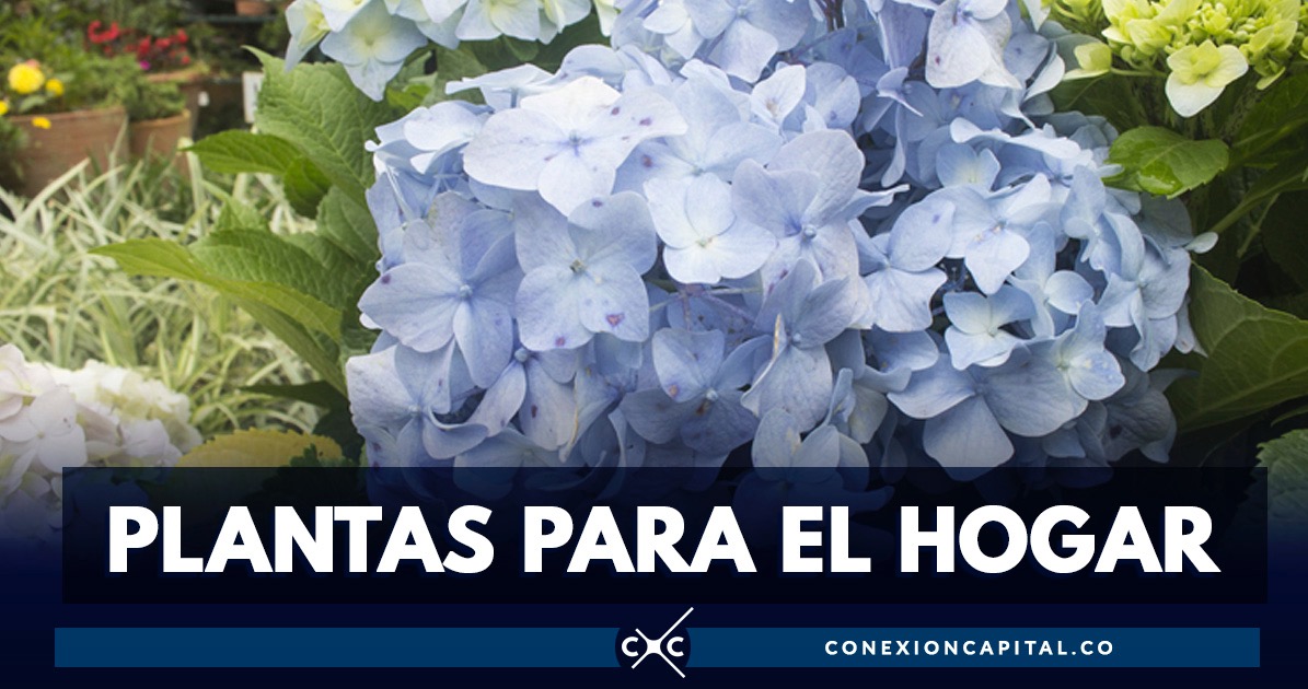 El top 5 de las mejores plantas para tener en los hogares bogotanos