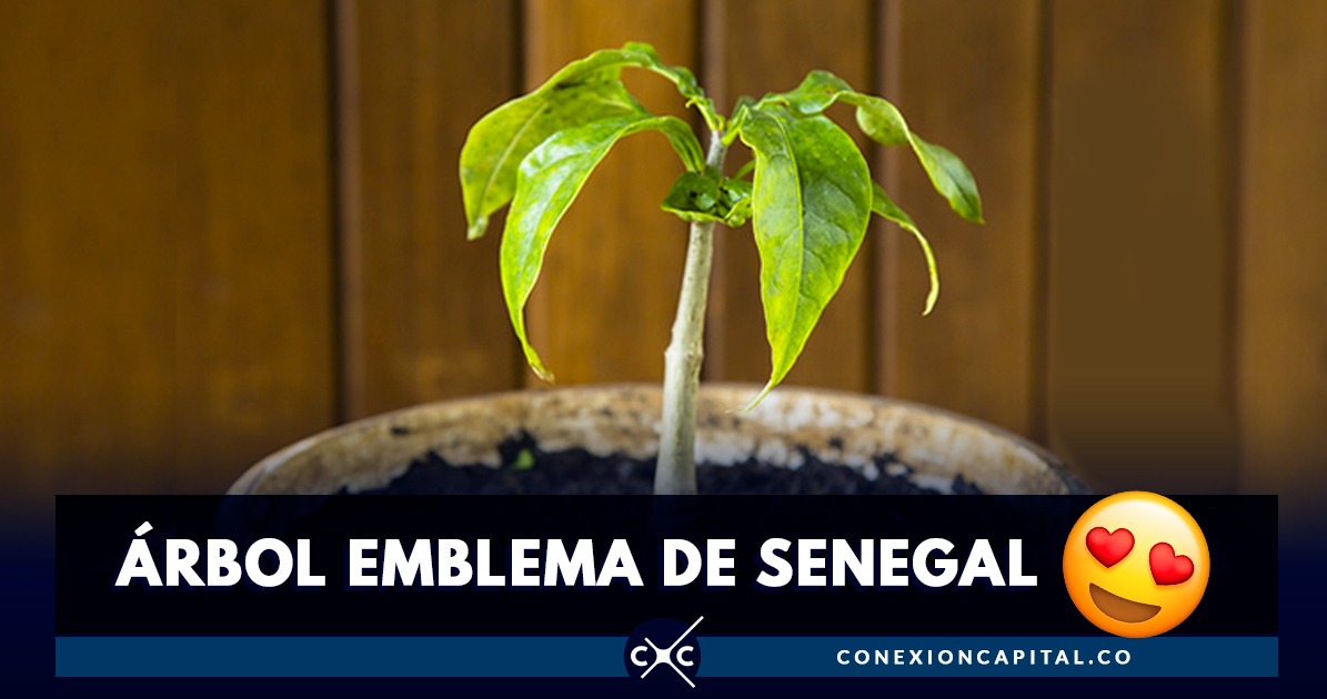 Mítico árbol de África crece en el Jardín Botánico de Bogotá