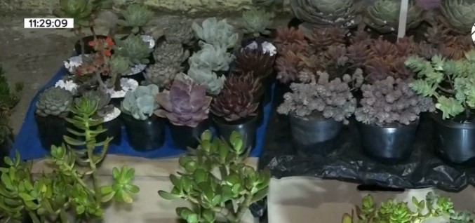 ¿Conoces el madrugón de las plantas en Bogotá?