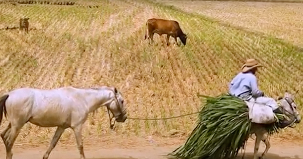 La fotografía rural muestra la realidad del campo