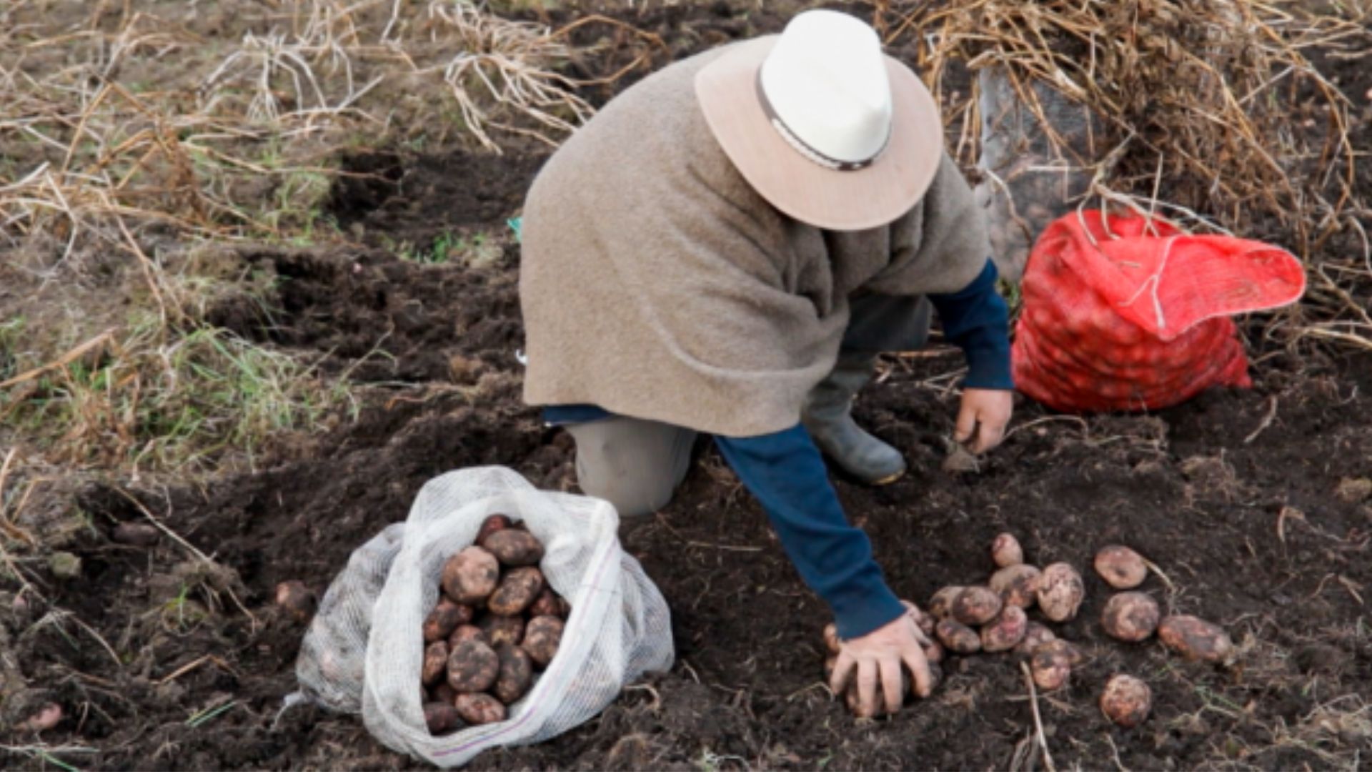 Campesino con ruana y sombrero blanco sacando papa de la tierra