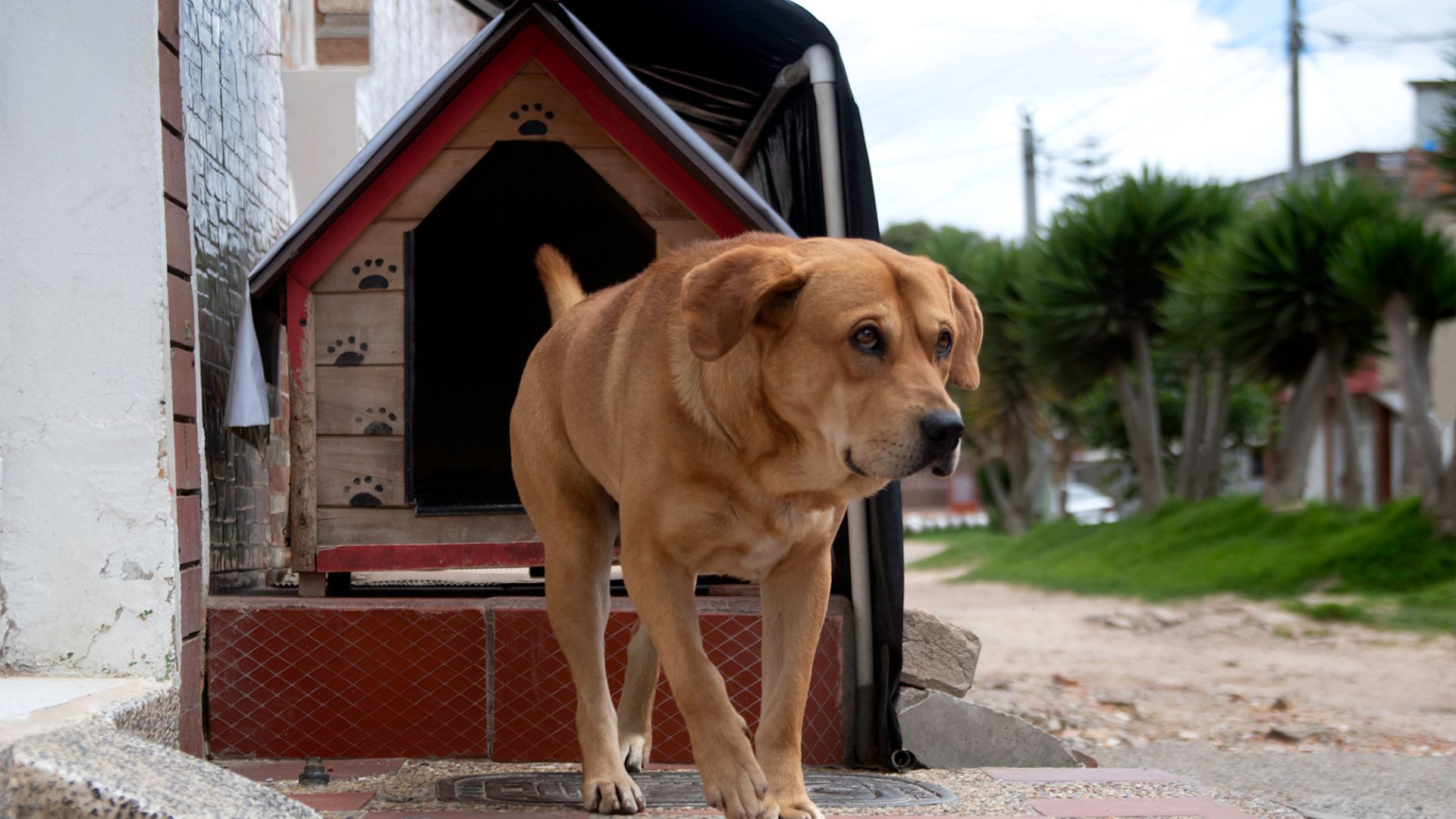 Para los perros, los gatos y otros ‘hijos’: así es el primer banco veterinario de alimentos y medicamentos
