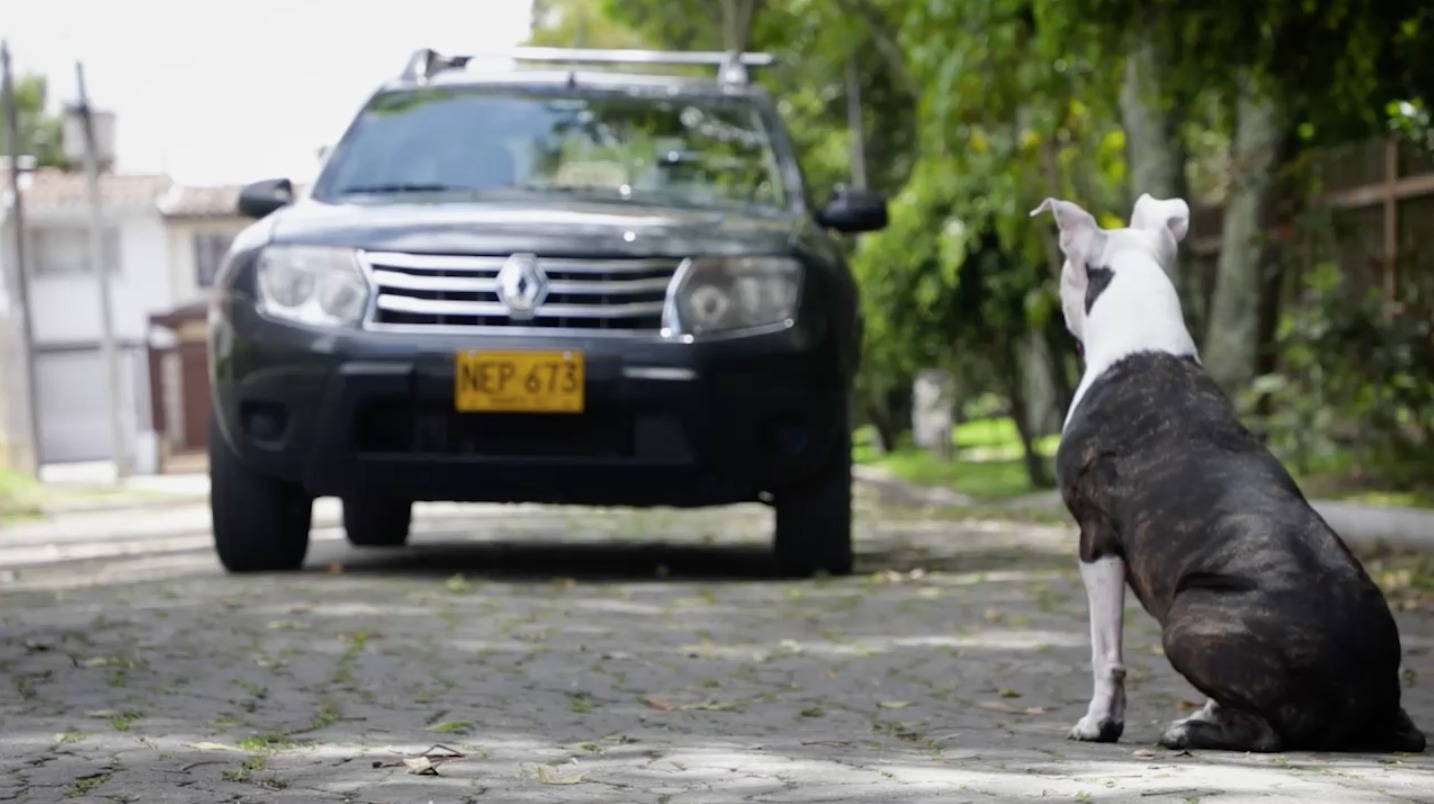 Más de 80 perros atropellados en Bogotá en el 2024: estrategias y consejos para proteger a los animales en las vías