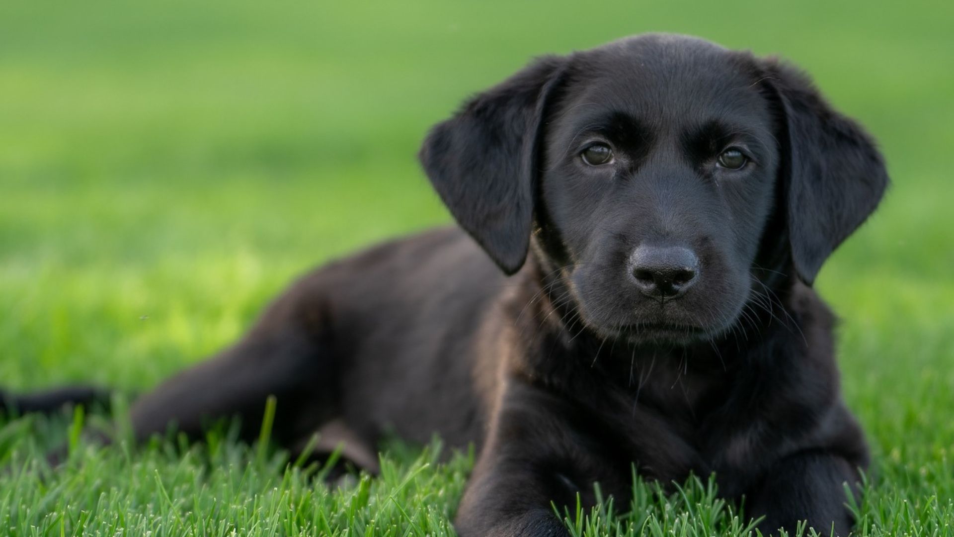 Ley Ángel: estos son los cambios más relevantes contra el maltrato animal en Colombia