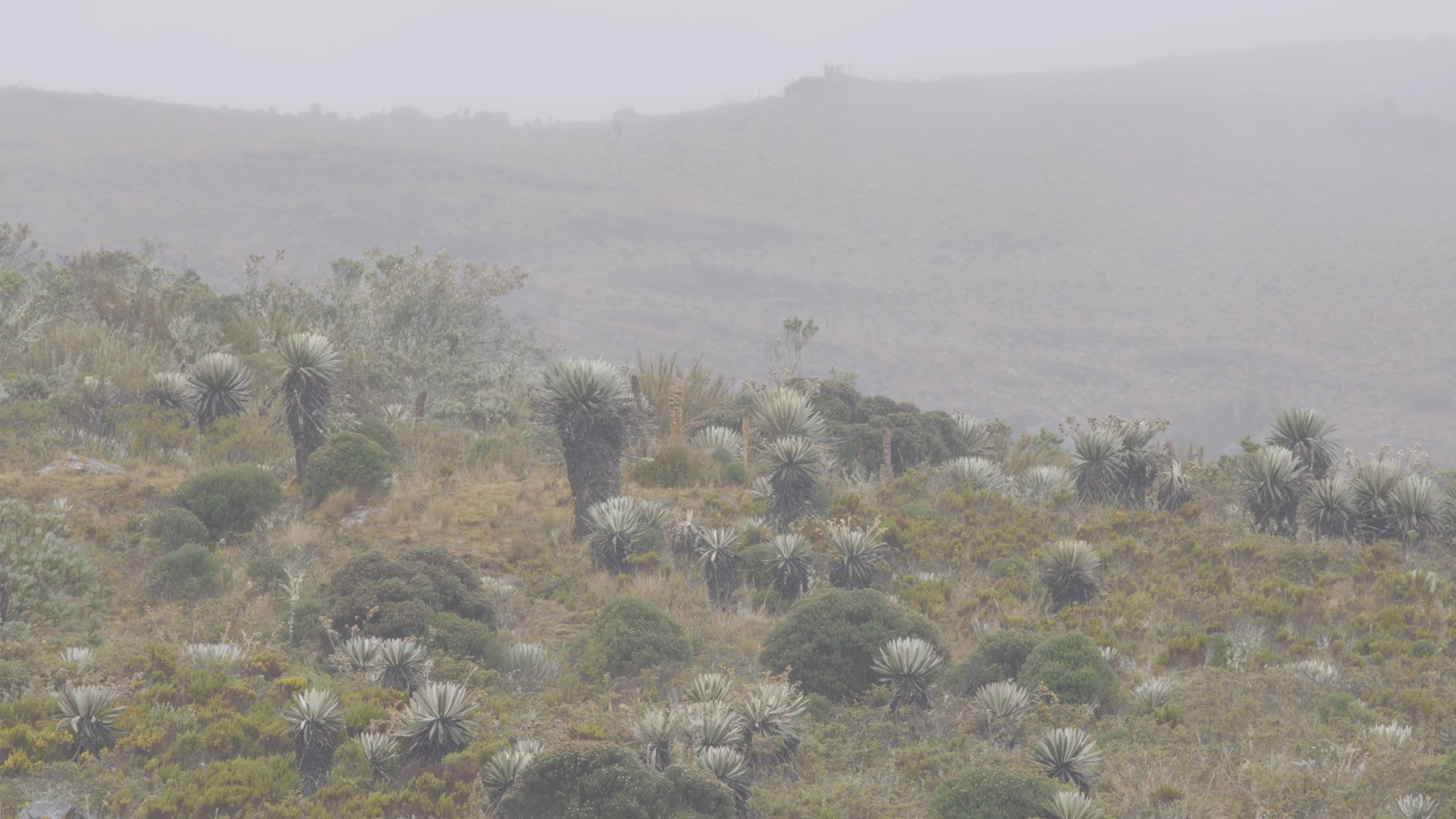 El frailejón, la planta en peligro de extinción y su impacto en la vida de los bogotanos