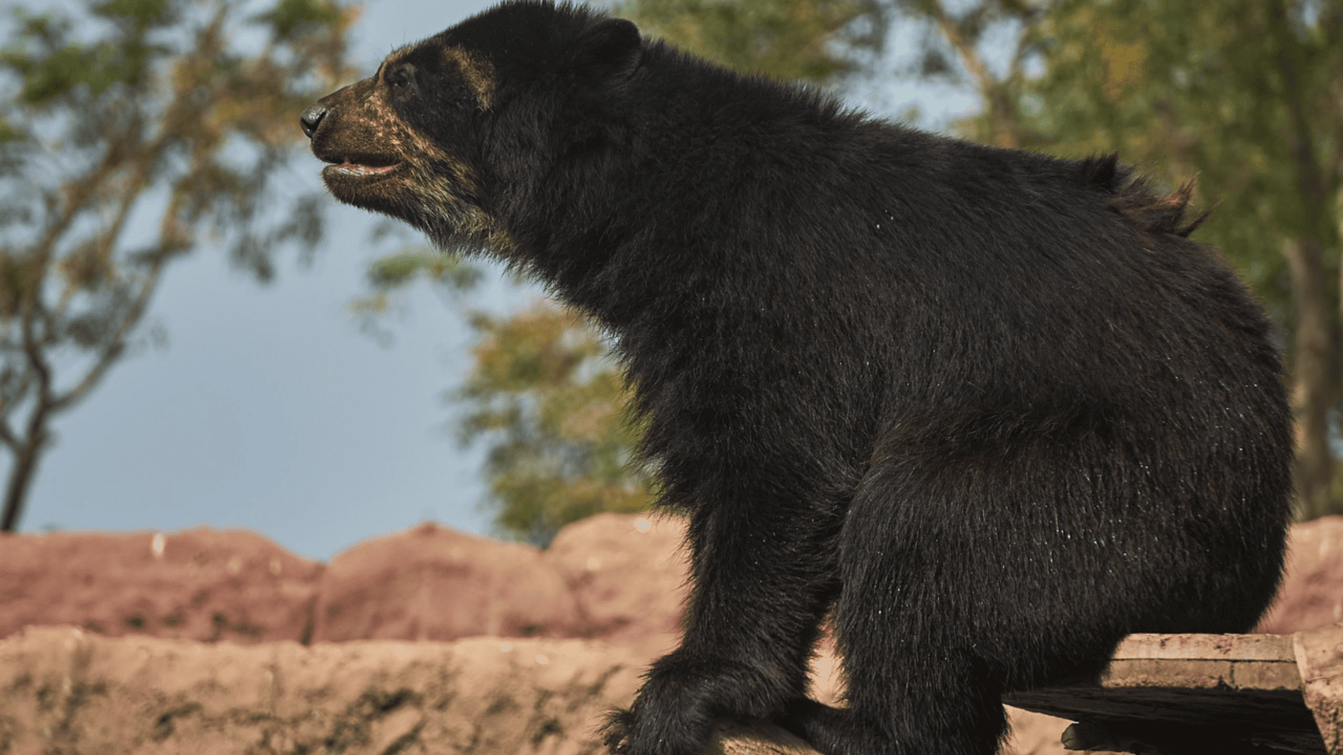 El oso de anteojos, una especie insignia de Suramérica