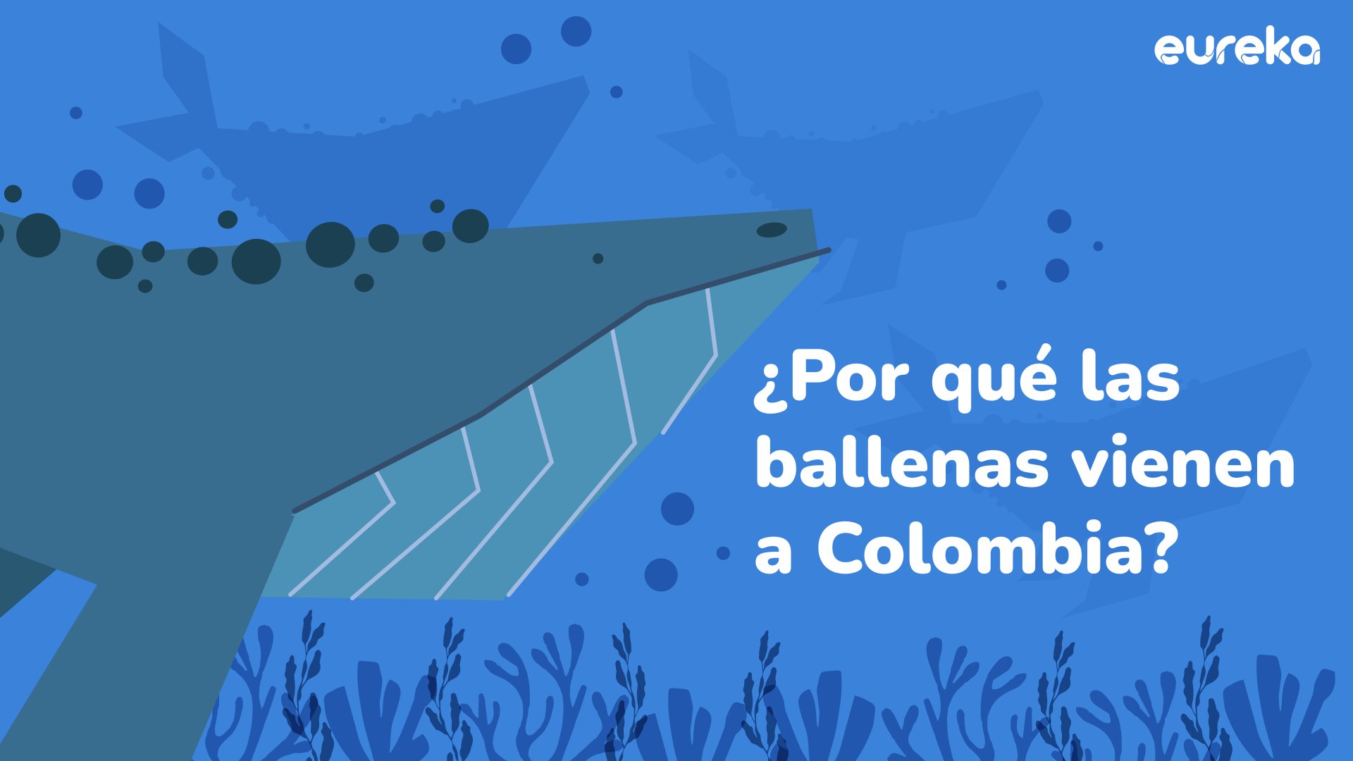 Colombia: el destino favorito de las ballenas jorobadas